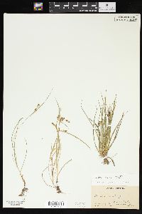 Carex aurea image