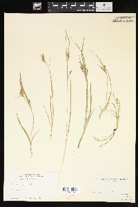 Carex aurea image