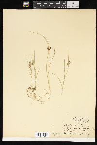 Carex aurea image