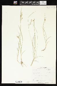 Carex aurea image