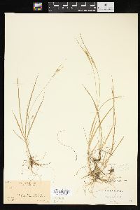 Carex aurea image