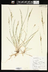 Carex aurea image