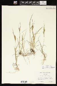 Carex aurea image