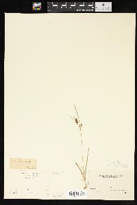 Carex aurea image