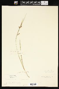 Carex aurea image