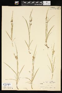 Carex aurea image