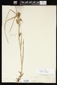 Carex aureolensis image