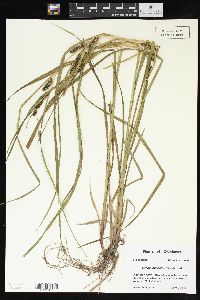 Carex aureolensis image