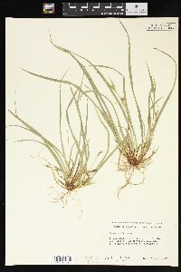 Carex backii image