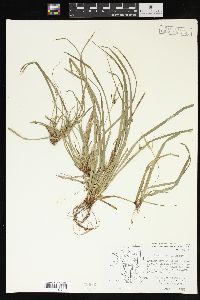 Carex backii image