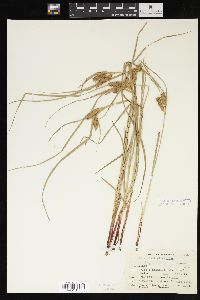 Carex baileyi image