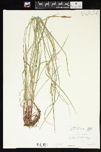 Carex baileyi image