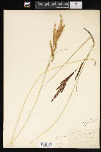 Carex barbarae image