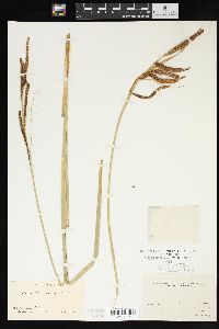 Carex barbarae image