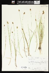 Carex bebbii image