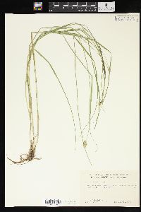 Carex bebbii image