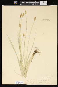 Carex bebbii image