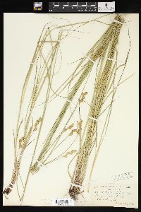 Carex bicknellii image