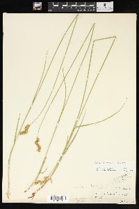 Carex bicknellii image