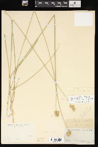 Carex missouriensis image