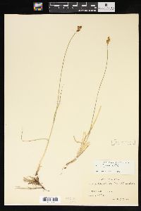 Carex lachenalii image