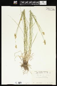 Carex brevior image