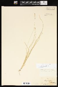 Carex bromoides subsp. bromoides image