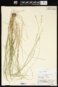 Carex bromoides image