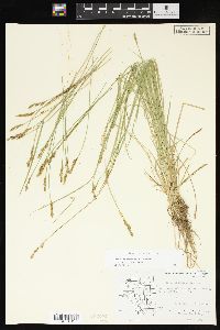 Carex bromoides subsp. bromoides image