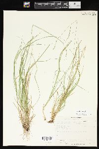 Carex brunnescens var. sphaerostachya image