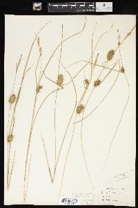 Carex bullata image