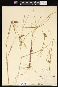 Carex bullata image