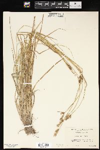 Carex bushii image