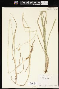 Carex bushii image