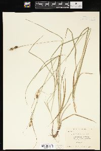 Carex bushii image