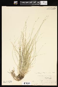 Carex brunnescens subsp. sphaerostachya image