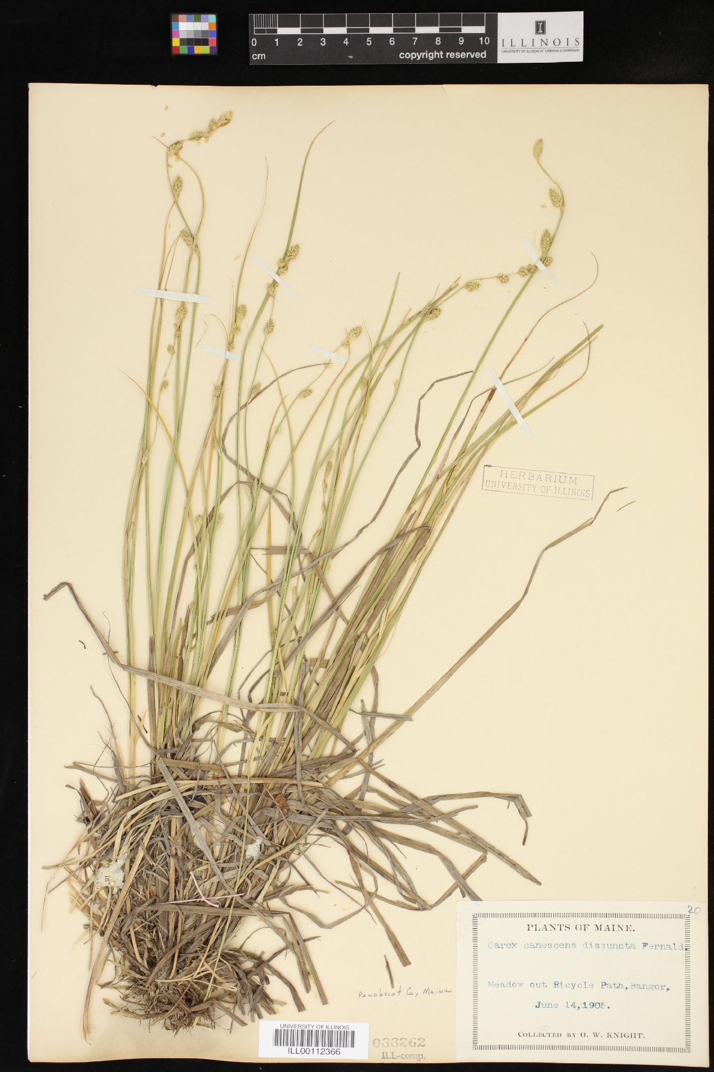 Carex canescens var. disjuncta image