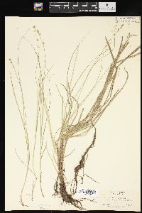 Carex canescens var. disjuncta image