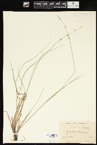 Carex canescens var. disjuncta image