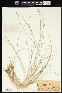 Carex canescens var. disjuncta image