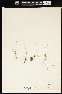 Carex capillaris image