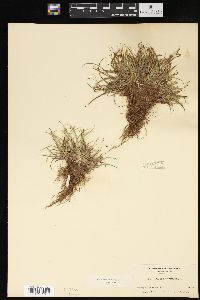 Carex capillaris image