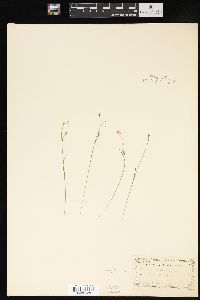 Carex capillaris image