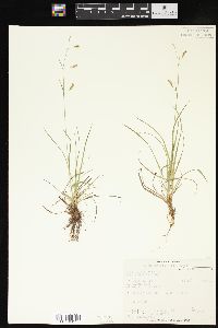 Carex capillaris image