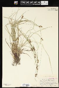 Carex caroliniana image