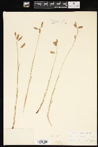 Carex castanea image