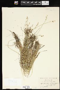 Carex cephalantha image