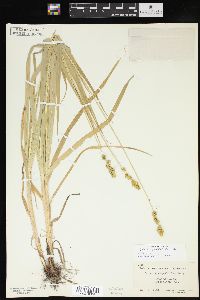 Carex cephaloidea image