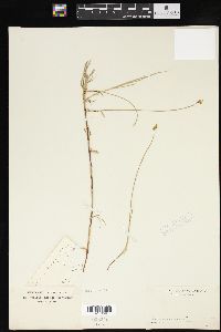 Carex chordorrhiza image