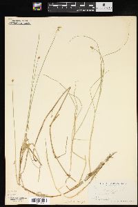 Carex chordorrhiza image